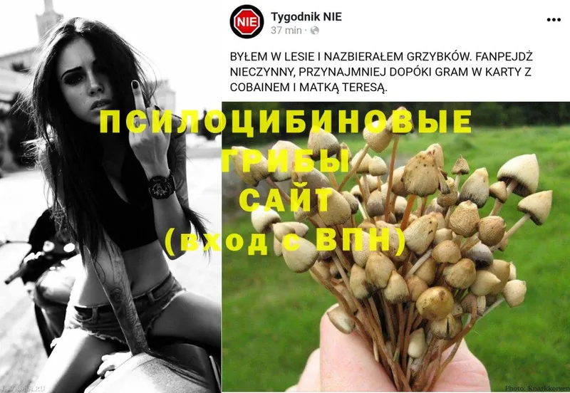 МЕГА вход  Энем  Галлюциногенные грибы Psilocybine cubensis 